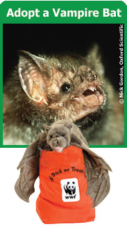 Did you know? Vampire bats must have blood every few days to survive.