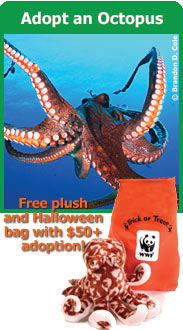 Did you know? The octopus is a highly intelligent animal with impressive problem-solving skills and excellent memory.