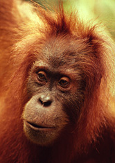 Orangutan