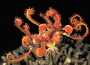 Featherstar