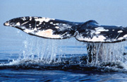 Western gray whale