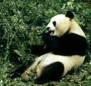 Giant panda eating bamboo