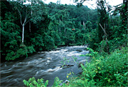 Tropical rain forest in the Western Congo Basin