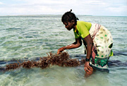 Seaweed harvesting in Tanzania. The seaweed is used as a binding in edible products ranging from chocolate to toothpaste.
