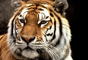 Siberian tiger