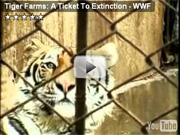 Video of Tiger Farms: A Ticket to Extinction