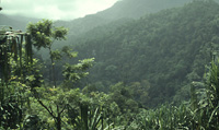 Wild things podcast image