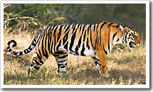 Bengal Tiger