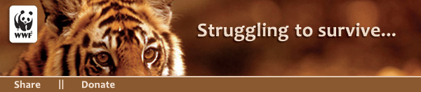 Tigers are struggling to survive...