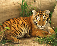 Amur or Siberian Tiger