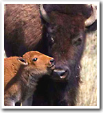 Baby bison