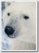 Close-up of a polar bear
