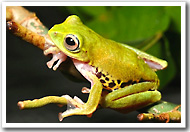 Colorful amphibian discovered in Borneo