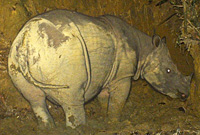 Sumatran rhino