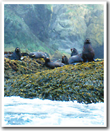 Northern fur seals in Alaska
