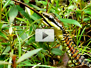 Snake video