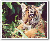 Tiger cub