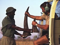 Rhino horn