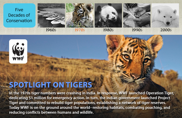 How DSWF is Protecting & Saving Tigers