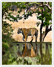 How DSWF is Protecting & Saving Tigers