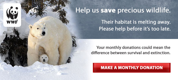 Help us save precious wildlife: Their habitat is melting away. Please help before it's too late. Make a monthly donation.