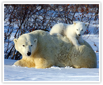 Polar bear mother and cub