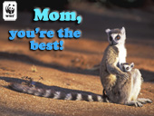 Mother's Day Lemur E-card