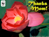 Mother's Day Lotus E-card