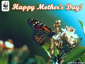 Mother's Day Butterfly E-card