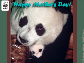 Mother's Day Panda E-card
