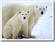 Polar bears