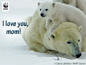 Mother's Day Polar Bear E-card