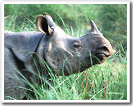 Indian Rhino