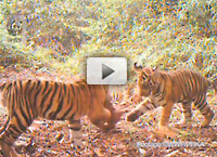 Tiger video