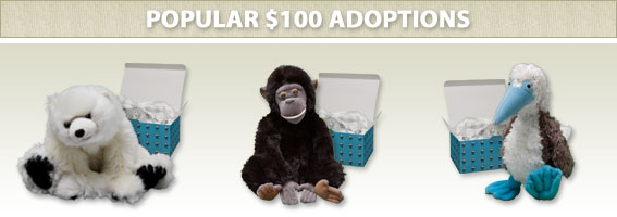 Popular $100 Adoptions