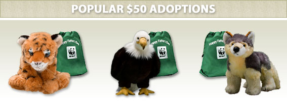 Popular $50 Adoptions