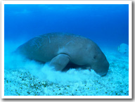 Dugong