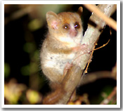 Madagascar species