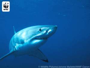 Father's Day Shark E-card