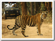 On the prowl for tigers