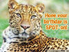 Amur Leopard E-card