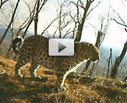 Amur leopard footage