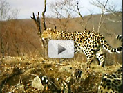 Amur Leopard video