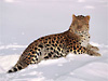Amur Leopard Wallpaper