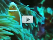 Coral Triangle video