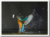 Kingfisher wallpaper