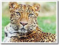Amur Leopard