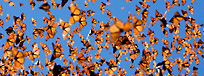 Monarch butterflies