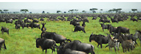 Wildebeest