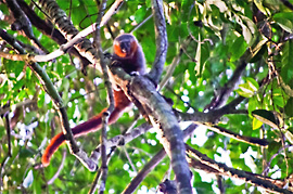 New monkey species discovered